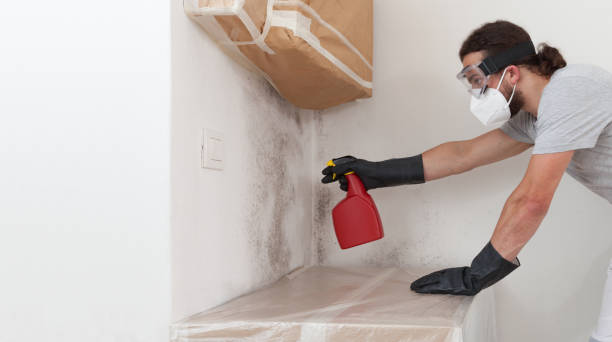 Professional Mold Inspection technician working in Mears, MI